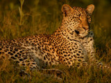 Leopard  Panthera Pardus  Resting in Golden Sunlight