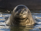 Elephant Seal Weaner Pup Swimming