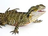 Eastern Water Dragon Sitting in a Studio Looking Up at Camera