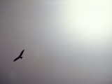 Black Kite (Milvus Migrans) Against a Gray and White Sky