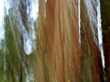 Detail of Giant Redwood Tree Trunk and Bark
