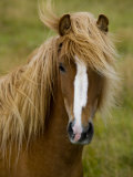 Portrait of an Icelandic Horse with it's Mane Blowing in the Wind