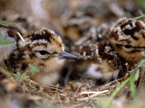 Two Dunlin Sandpiper Chicks  Calidris Alpina  in a Nest