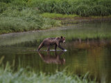 Juvenile Grizzly Bear Fishes for Salmon at Pack Creek