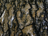Scaly Bark of the Ponderosa Pine