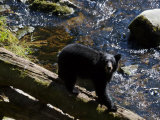 Black Bear Feeding on Salmon in the Tongass National Forest
