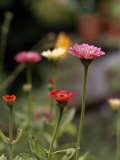 Group of Pink and Red Zinnia Flowers
