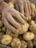 Farmer Harvesting Potatoes