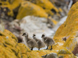 Three Upland  Magellan Goslings Among Lichen-Encrusted Rocks