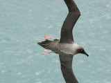 Light-Mantled Sooty Albatross in Flight