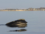 North Atlantic Right Whale Skim Feeding in Cape Cod Bay