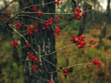 Red Service Berries on Leafless Twigs in an Autumn Forest