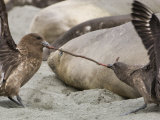 Two Skuas Fighting over a Scrap of Meat as Elephant Seals Sleep