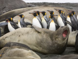 King Penguins Walking Through Sleeping Elephant Seals on a Beach