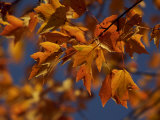 Maple Tree (Acer Saccharum) in its Autumn Color