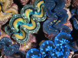 Mantles of Giant Clams in Kingman Reef