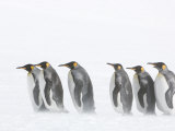 King Penguins in a Snow Storm