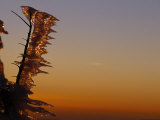 Wind-Blown Icicles on a Tree Branches at Sunset