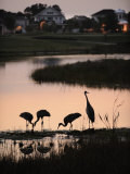 Sandhill Cranes Feed in One of the Neighborhoods of Harmony  Florida