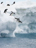Adelie Penguins Lined Up to Jump from an Iceberg into Chilly Waters