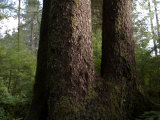 Forest of Uncut Old Growth Spruce  Hemlock and Cedar Trees