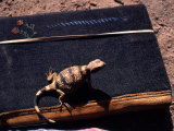 Black Collard Lizard Hangs Out on Someones Journal