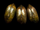 Federally-Endangered Freshwater Mussels