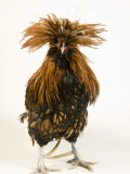 Golden Polish Chicken