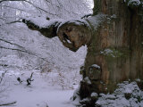Very Large Old Oak Tree in a Snow-Blanketed Forest