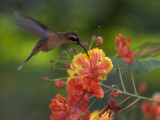 Little Hermit Hummingbird Drinking from a Flower