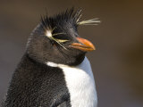 Portrait of a Rockhopper Penguin