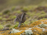 Wren on a Lichen-Encrusted Rock  Flapping it's Wings