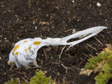 Lichens Begining to Grow on a Gentoo Penguin Skull