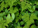 Ferns  Bunchberry in Southeast Alaska  Coastal Rainforest