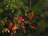 Colorful Red Osier Dogwood Leaves Among Eastern Hemlock Twigs