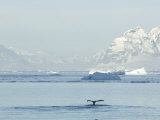 Humpback Whale Flukes Off the Shore of the Antarctic Peninsula