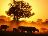 Herd of African Buffalo (Syncerus Caffer)
