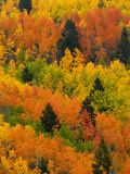 Quaking Aspen and Ponderosa Pine Trees Display Fall Colors