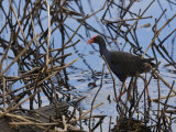 Purple Gallinule  Porphyrio Porphyrio  Foraging at Waters Edge