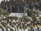 Southern Fur Seal Among King Penguins