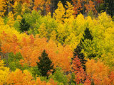 Quaking Aspen and Ponderosa Pine Trees Display Fall Colors
