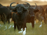African Buffalo (Syncerus Caffer)