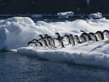 Adelie Penguins Lined Up to Jump from Ice into Chilly Waters