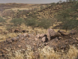 Trees Planted in Drought Ravaged Land to Restore Soil Productivity