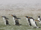 Gentoo Penguins Walking Through a Snow Storm