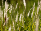 Pennisetum Grasses Spread by Rhizomes or Stolons to Form Clumps