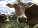 Cows in Switzerland's Oberalpen Pass