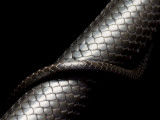 Eastern Indigo Snake