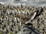 Skua Perched on a Rock Above a King Penguin Rookery