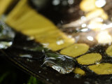 Extreme Close Up of a Butterfly Wing